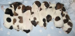 dachshund-puppies9