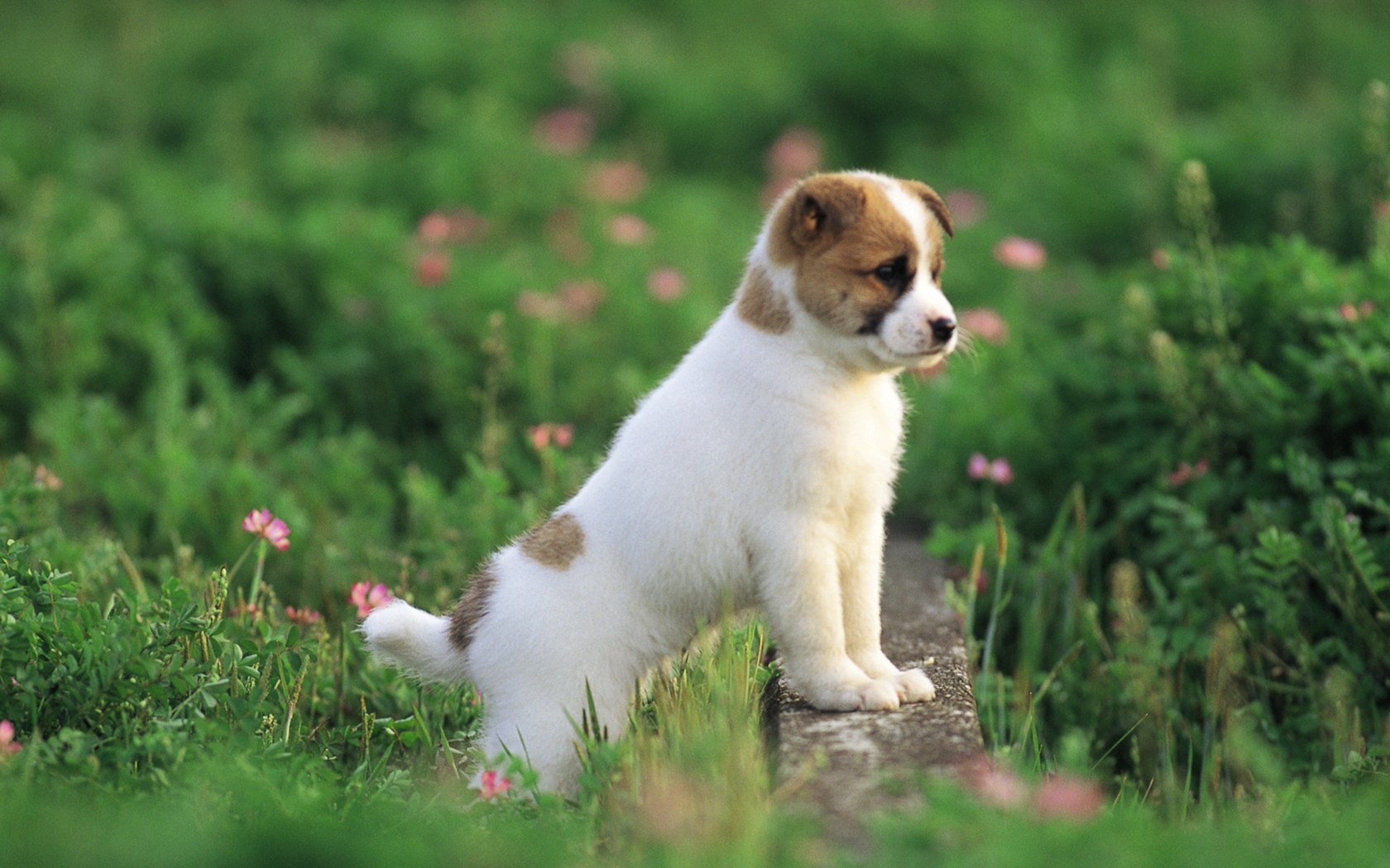 development-of-your-puppy-photos