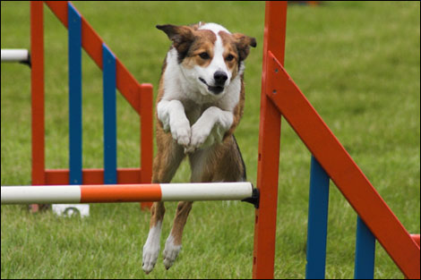 AGILITY