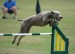 agility-dog-training