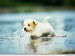 Puppy-3-dogs-1993801-1024-768