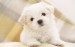 7541-maltese-puppy