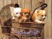 Puppies-3-dogs-1993810-1024-768